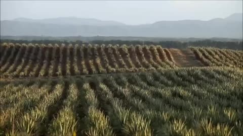 Asian Aloe Vera Harvest and Processing - Amazing Agriculture Fruit Harvesting