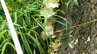 Training dog hunting Oyster Mushroom