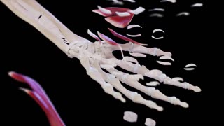 DID U KNOW THE HUMAN HAND IS MADE UP OF 27 BONES~29 JOINTS AND AT LEAST 123 LIGAMENTS ?