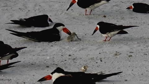 Teaching a Young Black Skimmer to Feed