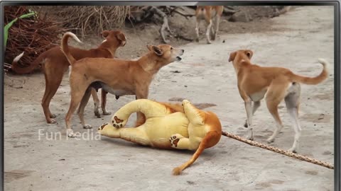 Fake Big Lion 🦁 Prank Dogs 🐶So funny can Not stap Laugh 😂 must watch new funny prank video
