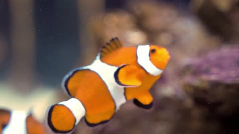 clown fish