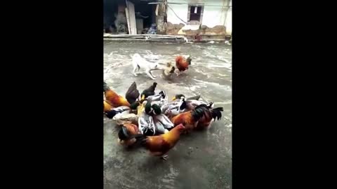 Chicken VS Dogs funny video part 1