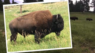 BUFFALO ROAMING