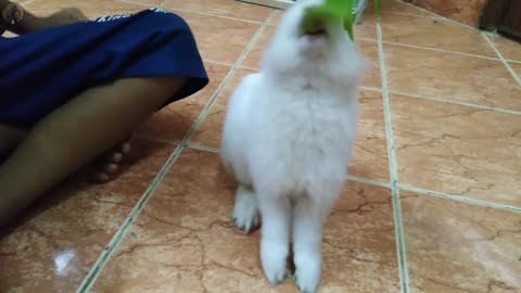 Adorable Bunny stands for a snack | Bunny Munching banana leaf