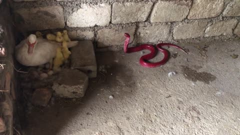 Oops! Red Cobra Catches Duckling - Cobra Very Dangerous - Rattle Snake