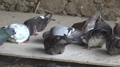 Pigeons Eating Nature Birds Food Gray White