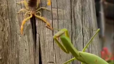 Praying Mantis Vs Scorpion Which One is Powerful?