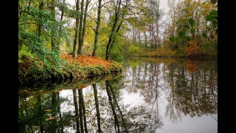 Aves na floresta com riacho / Birds in the forest with stream