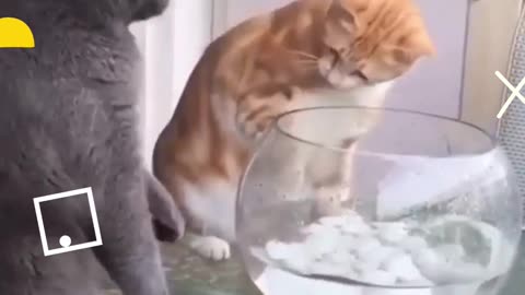 THE CAT IS FIGHTING WITH ANOTHER BECAUSE HE IS MOVING WITH THE FISH!