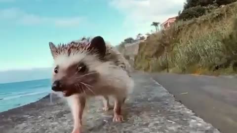 Hedgehog Going home like this on Friday