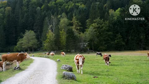 A herd of cows grazing in the field.