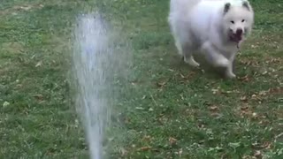 Dog bites water sprinklers