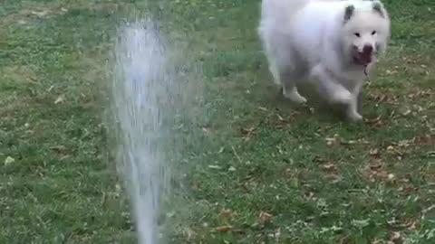 Dog bites water sprinklers