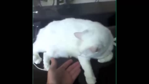 Funny cat, play with handshake