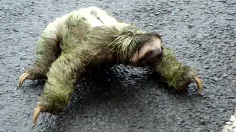 Sloth crossing the road in Arenal, Costa Rica