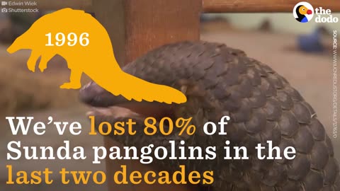 Pangolins Saved From Being Smuggled In Vans | The Dodo