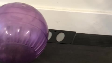 Hamster gets good exercise on a treadmill!