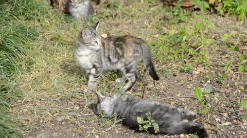 Kittens fighting in a field
