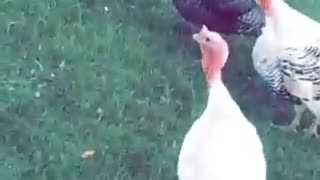 Talking with Turkeys