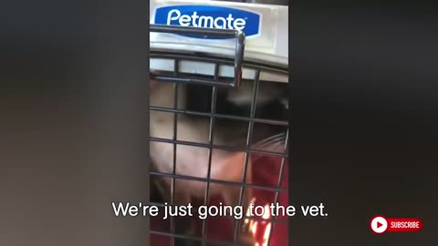 Funniest Reaction of Animals Going To The Vet 😂🐶🐱