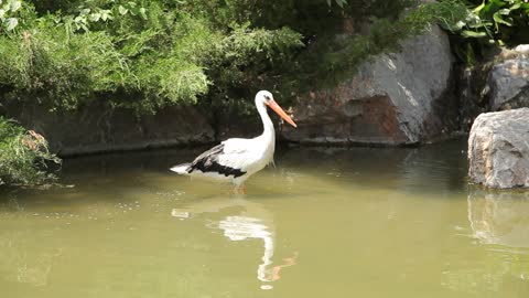 A stork walks in the lake.