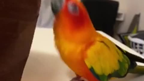 Excited parrot honks and quacks for groceriesh