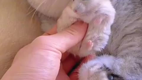 Cute Hamster And Cat Enjoying Each Other’s Company