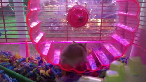 Hamster Wipes Out On Exercise Wheel In Slow Motion