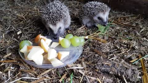 Erizos abandonados muertos de hambre tienen una segunda oportunidad en la vida