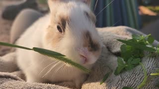 Baby mini lop eating fresh grass