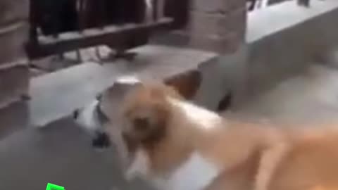 funny dogs and chickens full in love