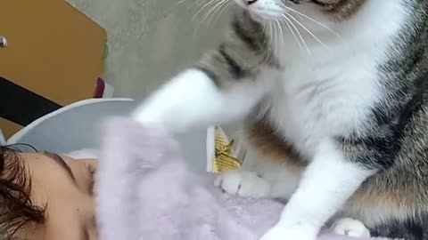 Funny cats, short, video, comment, viral, America, England, short, beutiful, cute, funny