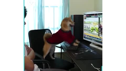 Cute Dog playing the computer game 2021