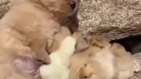 Cute puppy cuddling chicks