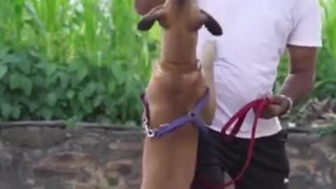 Dog training video mast