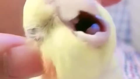 Bird enjoys neck massage