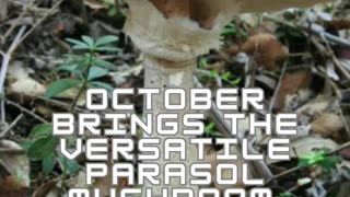 Unveiling Nature's Umbrella: The Allure of Parasol Mushrooms 🌿🍄