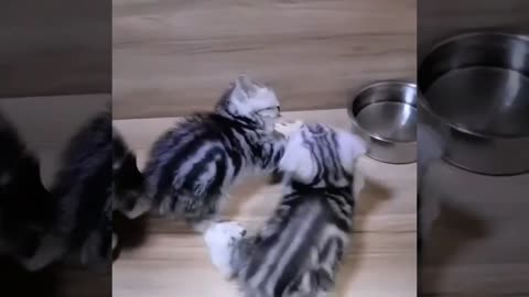 Funny Cat videos 🤣🤣🤣🤣