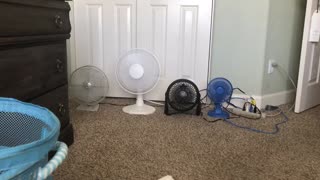 A few fans in my collection.