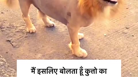 Dog change into Lion 😀😀😀