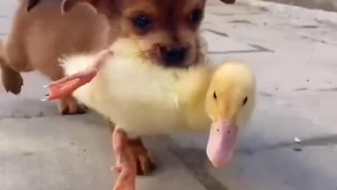 DOG AND DUCK