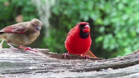 Male Cardinal Feeding Baby