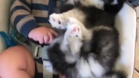 So Cute | Puppy Sleeps With baby in cradle