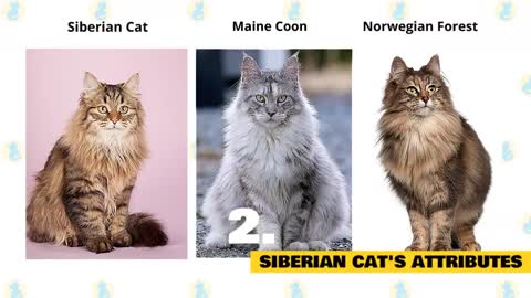 Siberian Cats 101 : Fun Facts & Myths You Probably Didn't Know