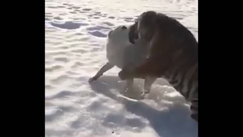 Dogs dare to attack on lion,