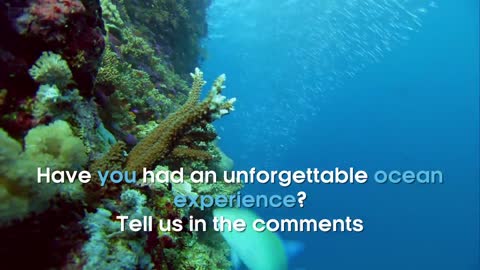 David Attenborough's Favourite Ocean Memory #OurBluePlanet | BBC Earth