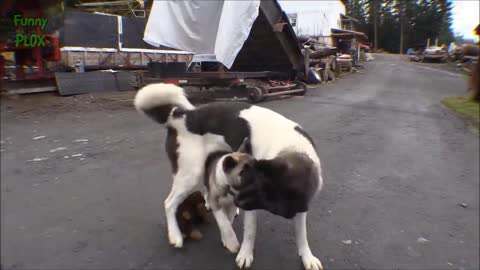 Cute Dogs playing in house and playland