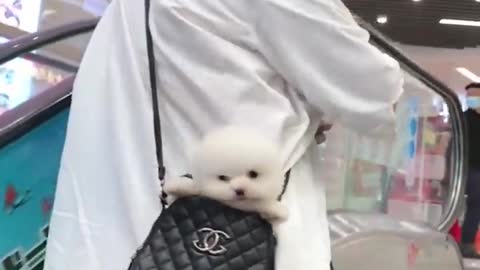 Mini Pomeranian Funny and Cute Pomeranian Videos | Funny Puppy Videos 2021