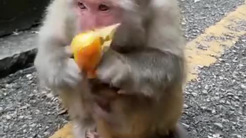 Monkey with Baby is eating Buns